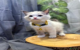 Ragdoll cats for sale: 💎 Purebred Ragdoll kittens-Champion Bloodlines 💎 - Image 29