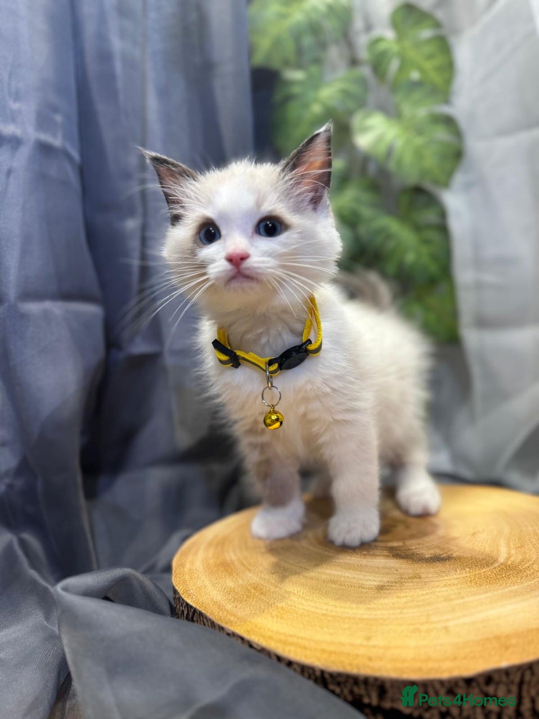 Ragdoll cats for sale: 💎 Purebred Ragdoll kittens-Champion Bloodlines 💎 - Image 29