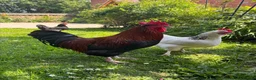 Chickens poultry for sale: Copper - Welsummer X in Malvern - Advert 3