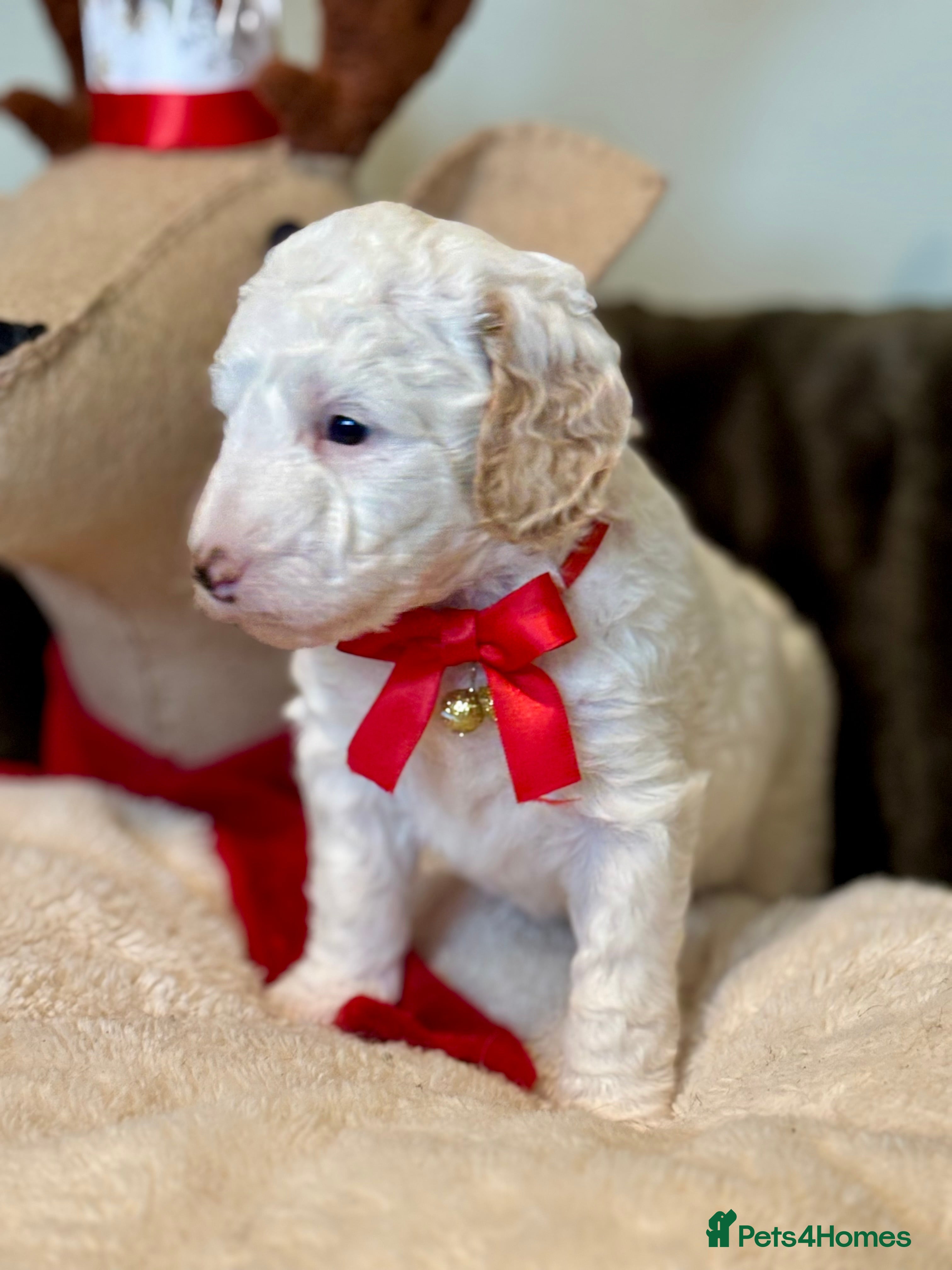 Australian Labradoodle dogs Exceptionally bred for Health! Temperament! Looks! - Advert 4