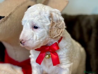 Australian Labradoodle dogs Exceptionally bred for Health! Temperament! Looks! - Advert 4