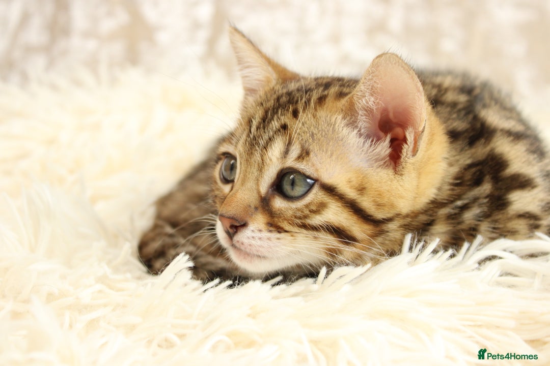 Bengal cats for sale: 🔥Absolute stunning Bengals for reservation🔥 - Image 20