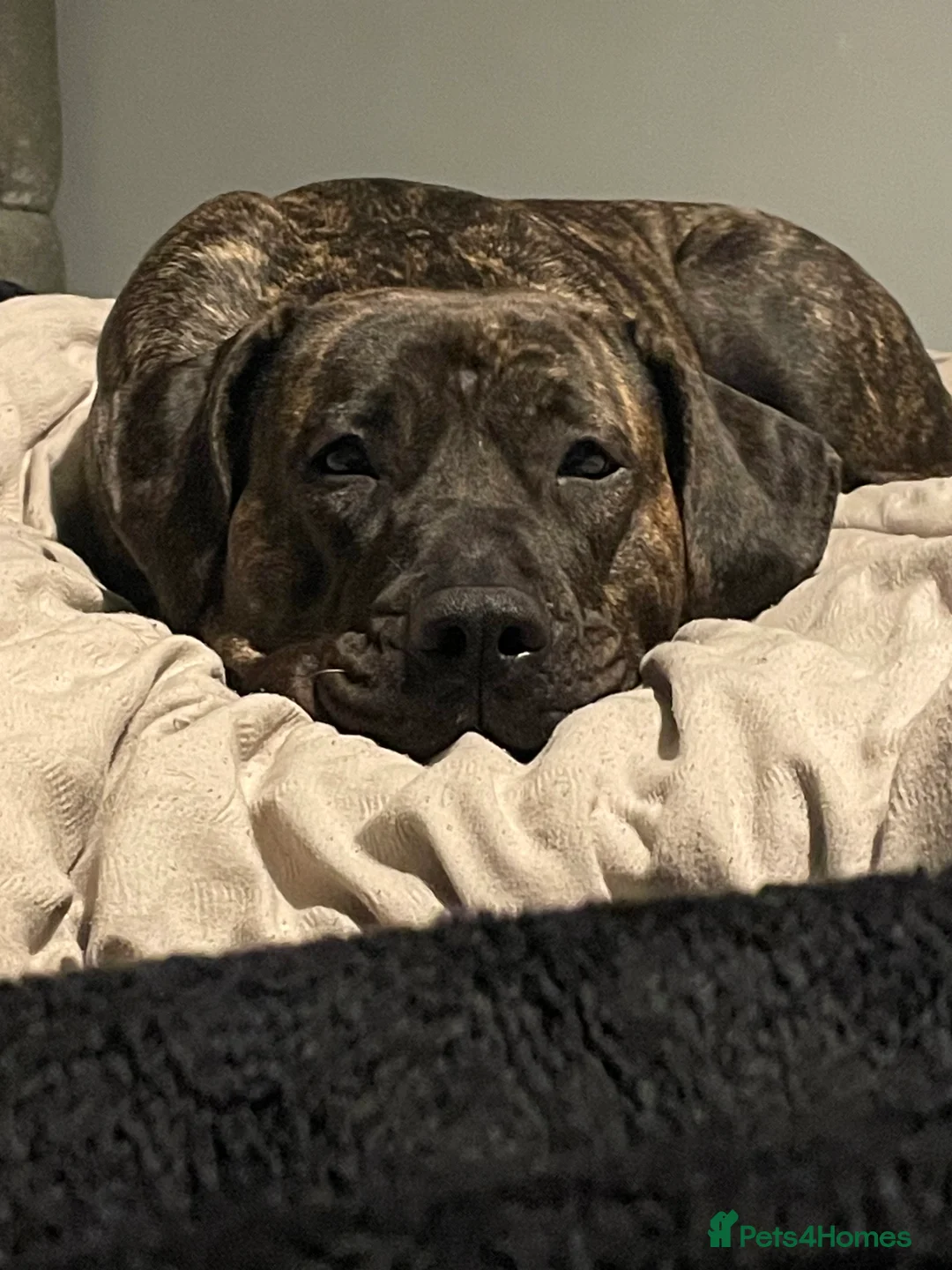 Presa Canario dogs for sale: Roxy 3yr old presa canario in Hull - Advert 2