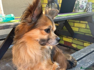 Chorkie dogs Teddy. - Advert 1