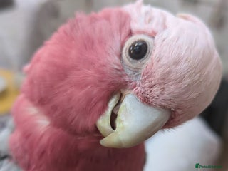 Parrots birds Baby Galah cockatoos hand reared silly tamed - Advert 1