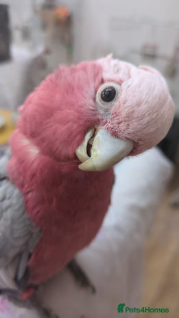 Parrots birds - Advert 20