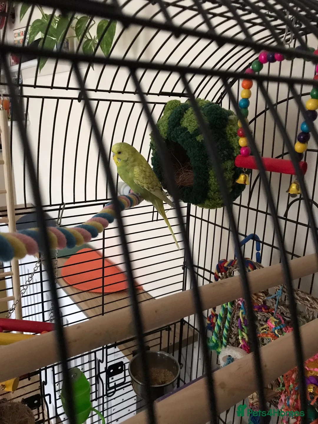 Budgerigars birds for sale: Gorgeous Budgies with fully accessorised cage - Advert 2