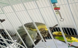 Budgerigars birds for sale: pair of budgies and a cage - Image 2