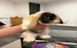 Mini Lop rabbits for sale: Bonded mini lop siblings, 4months old. - Image 6