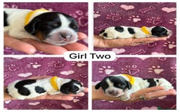Cocker Spaniel dogs for sale: Kc, show cocker, dna, hips and eye tested parents  - Image 4