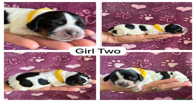 Cocker Spaniel dogs - Advert 6