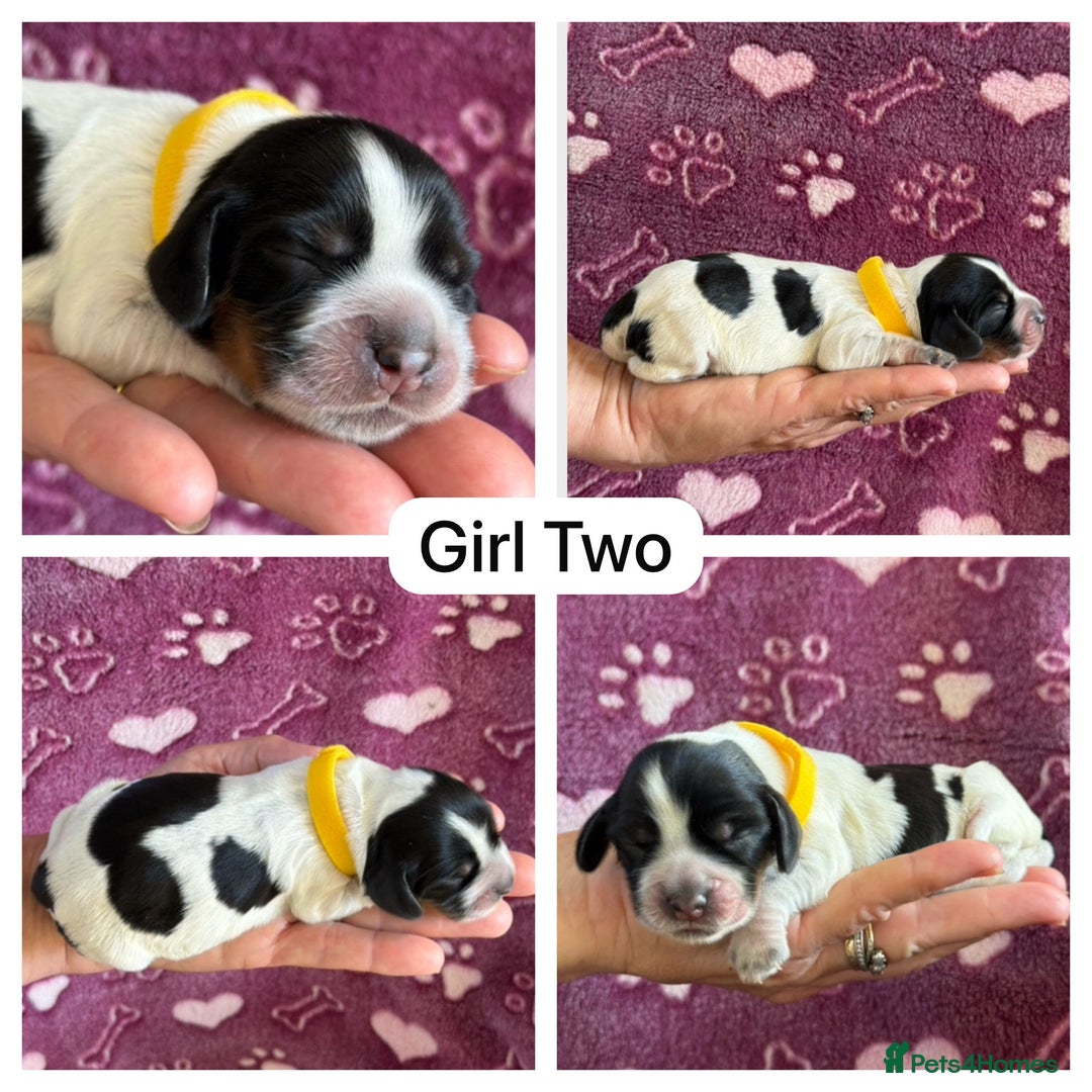 Cocker Spaniel dogs for sale: Kc, show cocker, dna, hips and eye tested parents  - Image 4
