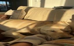 Golden Retriever dogs for sale: 7 month old Puppy looking for a Special Home  - Image 6