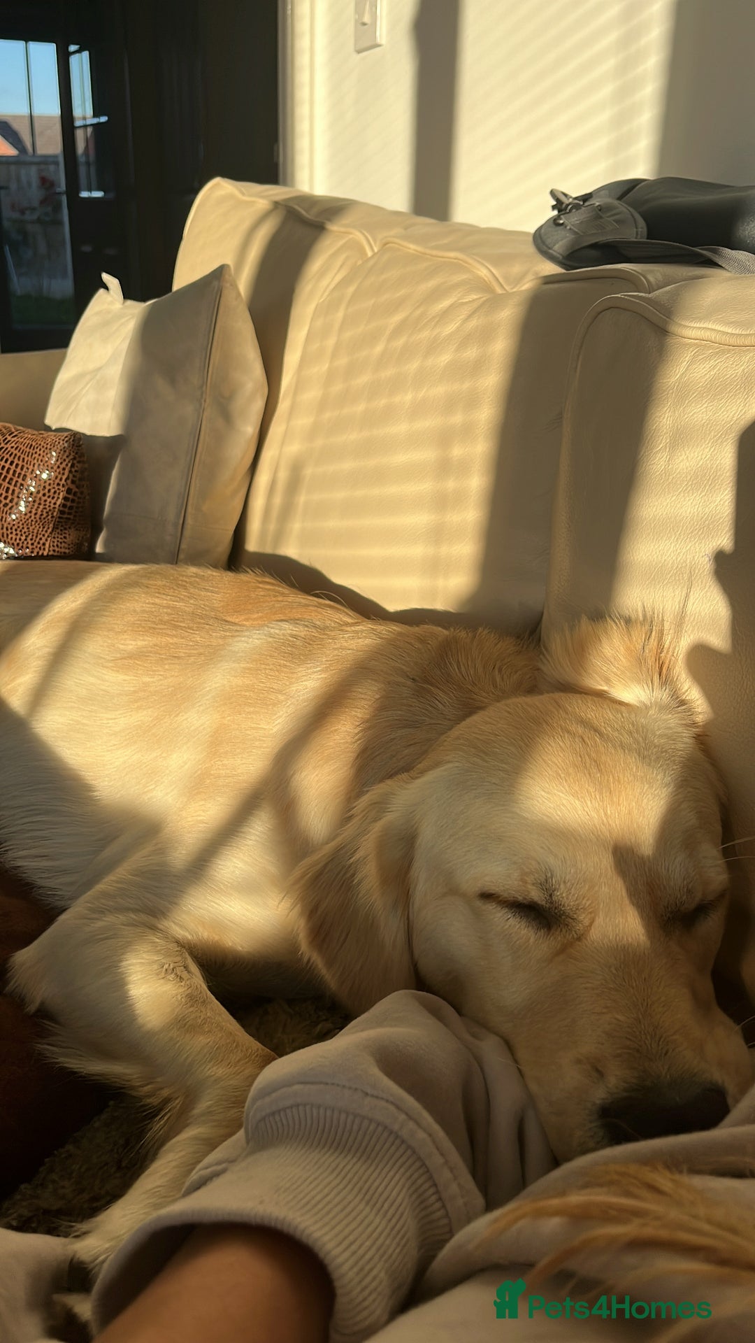 Golden Retriever dogs for sale: 7 month old Puppy looking for a Special Home  - Image 6