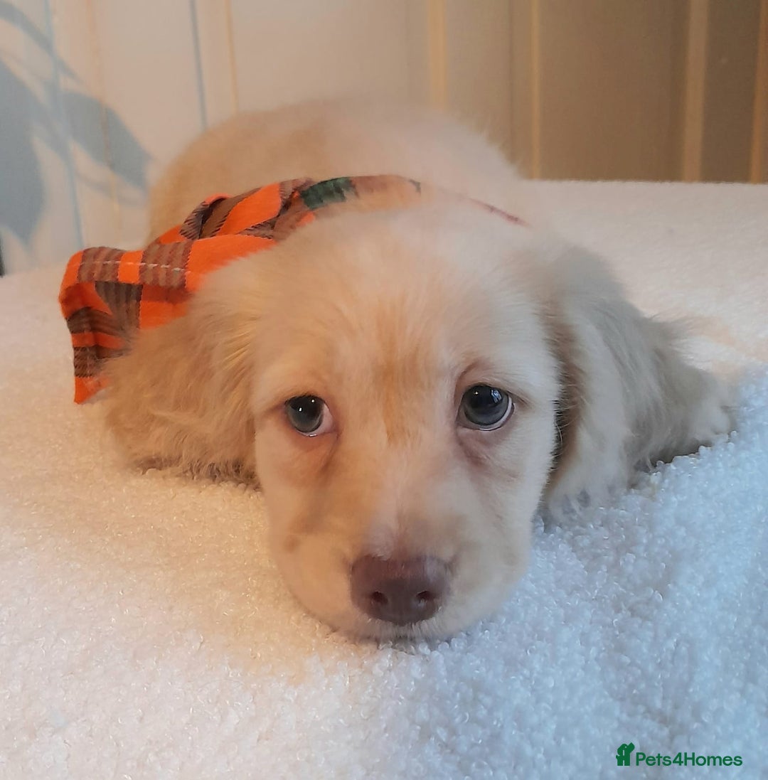 Miniature Dachshund dogs for sale:  Long haired minature daschunds  - Advert 6