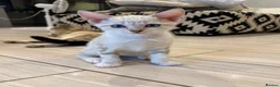 Bengal cats for sale: Stunning Snow Bengal Kittens – Blue Eyes 💙 - Advert 8