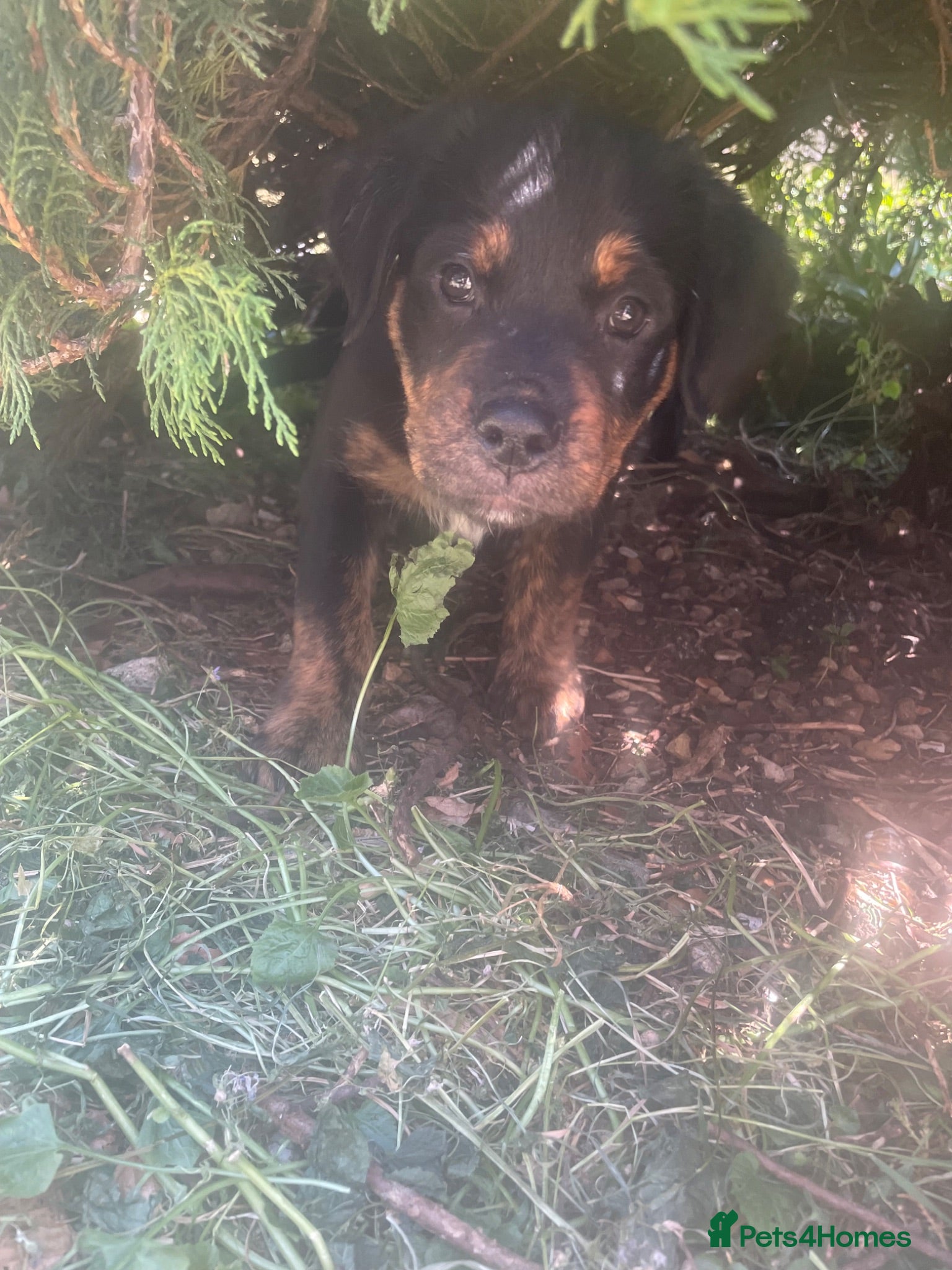 Mixed Breed dogs Rottweiler/ Retriver mix  - Advert 1