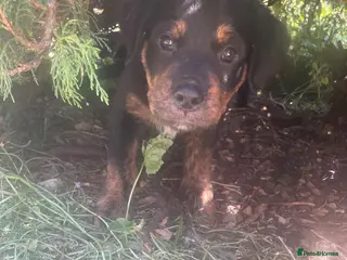 Mixed Breed dogs Rottweiler/ Retriver mix - Advert 3