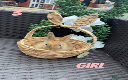 Mixed Breed rabbits for sale: 3 baby rabbits looking for their forever homes - Image 1