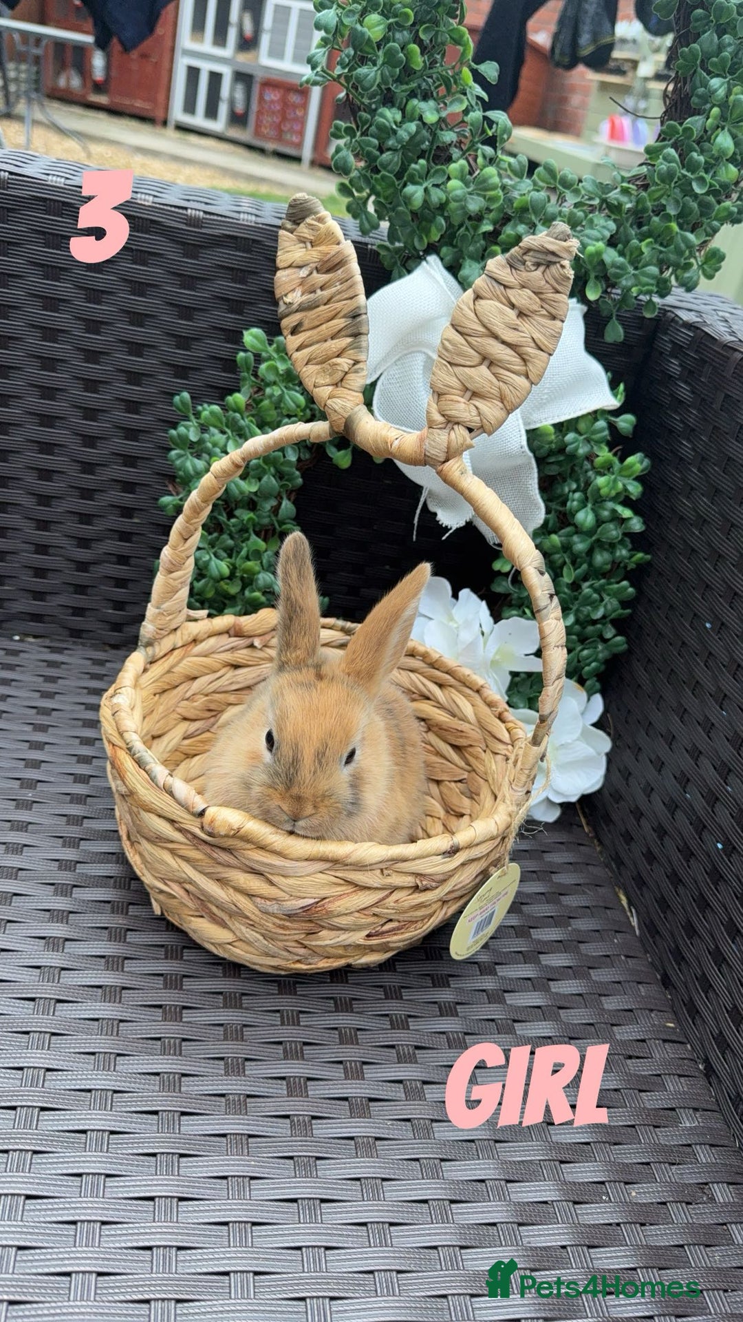 Mixed Breed rabbits for sale: 3 baby rabbits looking for their forever homes - Image 1