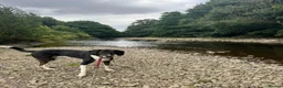 Coonhound dogs for adoption: 🐾 Obie – Loyal, Intelligent Boy - Advert 2