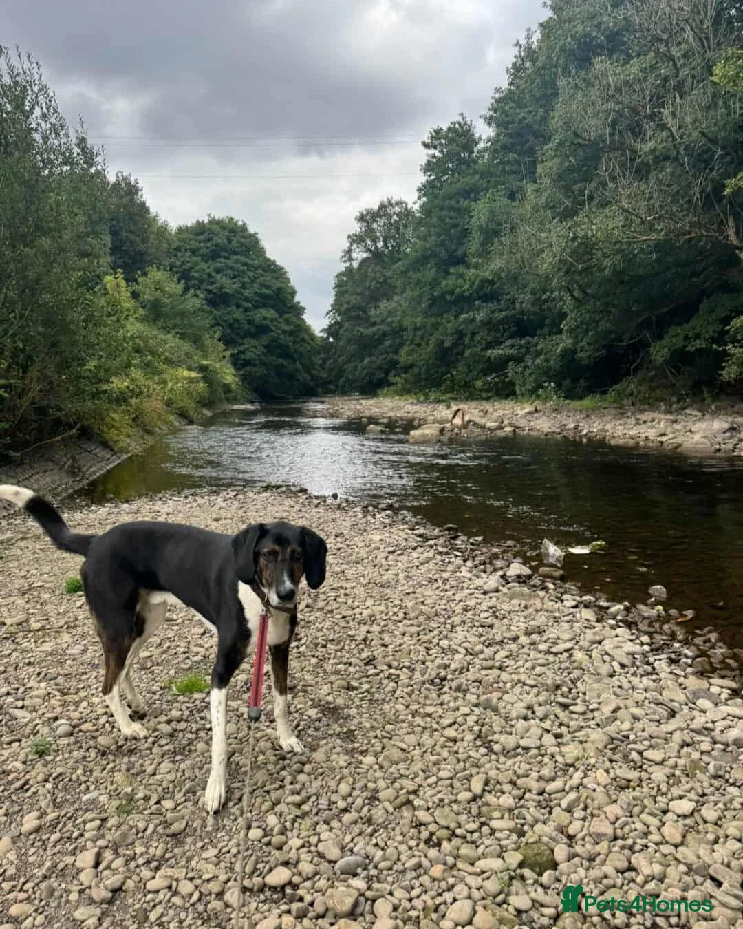 Coonhound dogs for adoption: 🐾 Obie – Loyal, Intelligent Boy - Advert 2