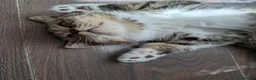 Exotic cats for sale: Beautiful exotic kittens - last beautiful boy  - Advert 12