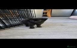 Mixed Breed cats for sale: Beautiful kittens for sale - Image 8