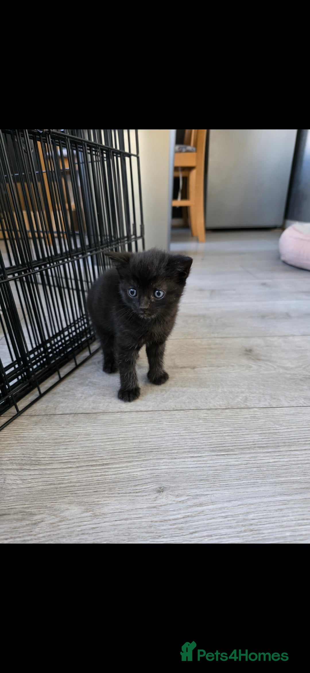 Mixed Breed cats for sale: Beautiful kittens for sale - Image 8
