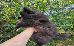 Pomeranian dogs for sale: ONLY 1 PUPPY LEFT NOW! - Image 30