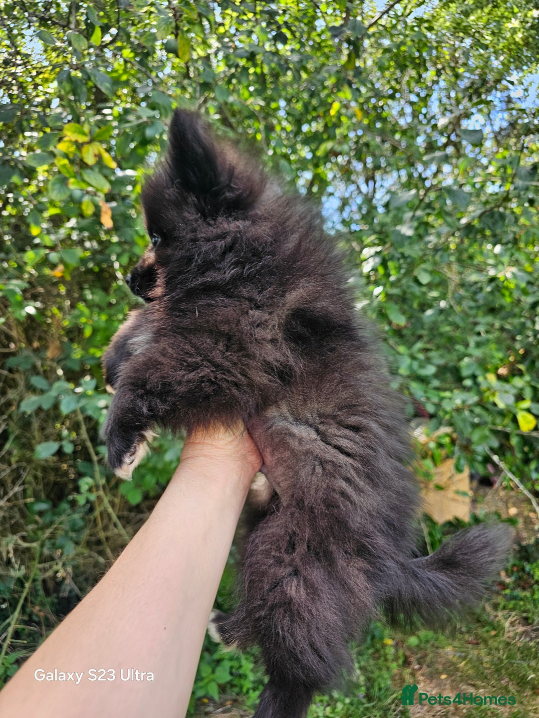 Pomeranian dogs for sale: ONLY 1 PUPPY LEFT NOW! - Image 30