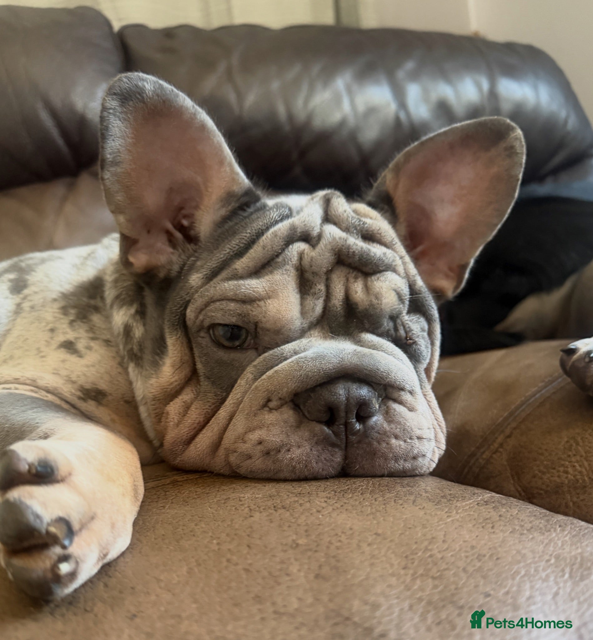 French Bulldog dogs Merle French Bulldog - Advert 2