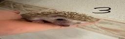 Pygmy Hedgehog rodents for sale: Baby Pygmy hedgehogs for sale  - Advert 3