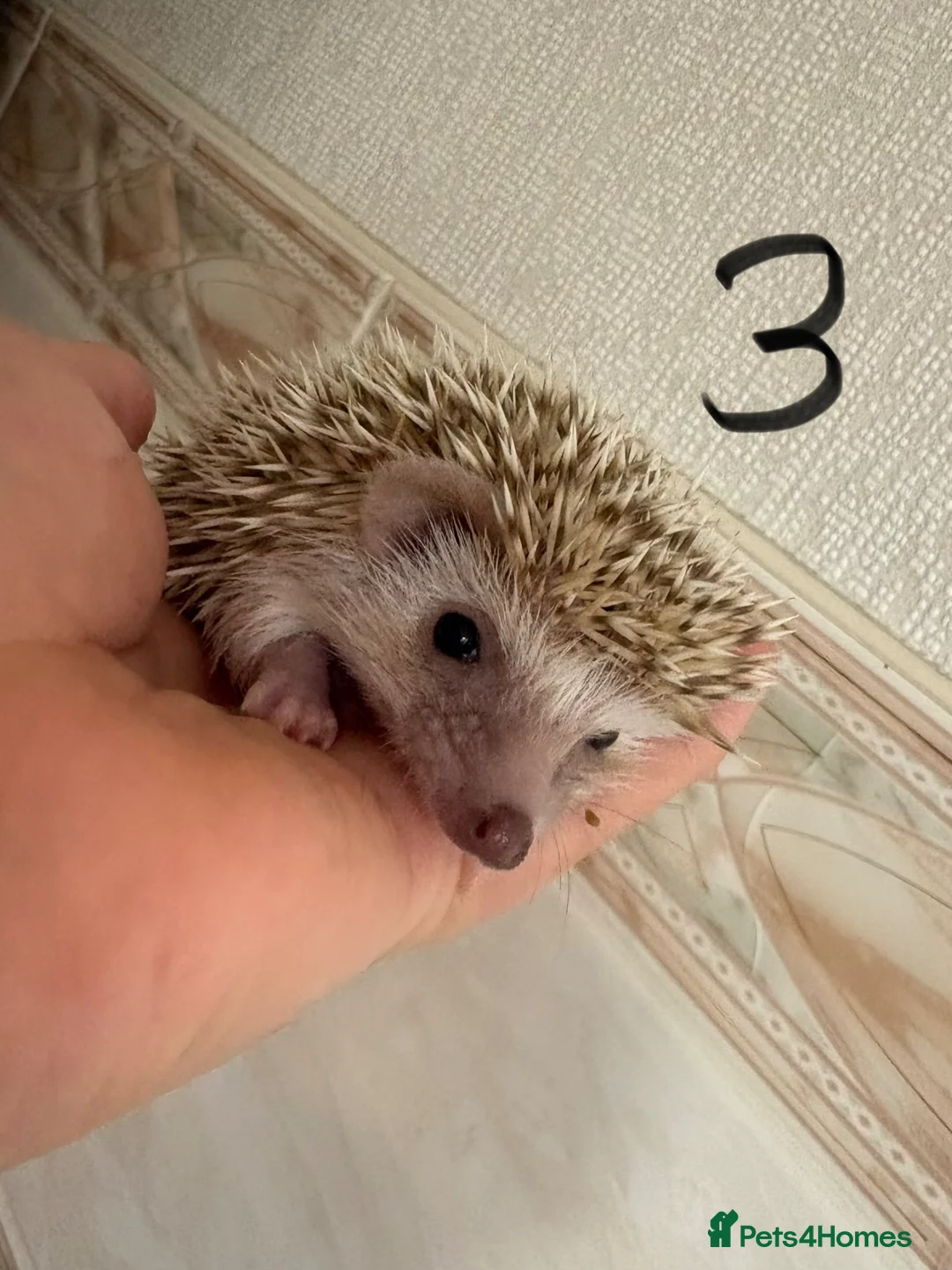 Pygmy Hedgehog rodents for sale: Baby Pygmy hedgehogs for sale  - Advert 3