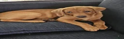 Labrador Retriever dogs for sale: Red Labrador Puppies in Milton Keynes - Advert 4