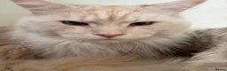 Maine Coon cats for stud: GCCF and TICA Maine Coon STUD ! - Advert 3