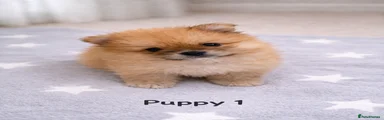 Pomeranian Puppy 2