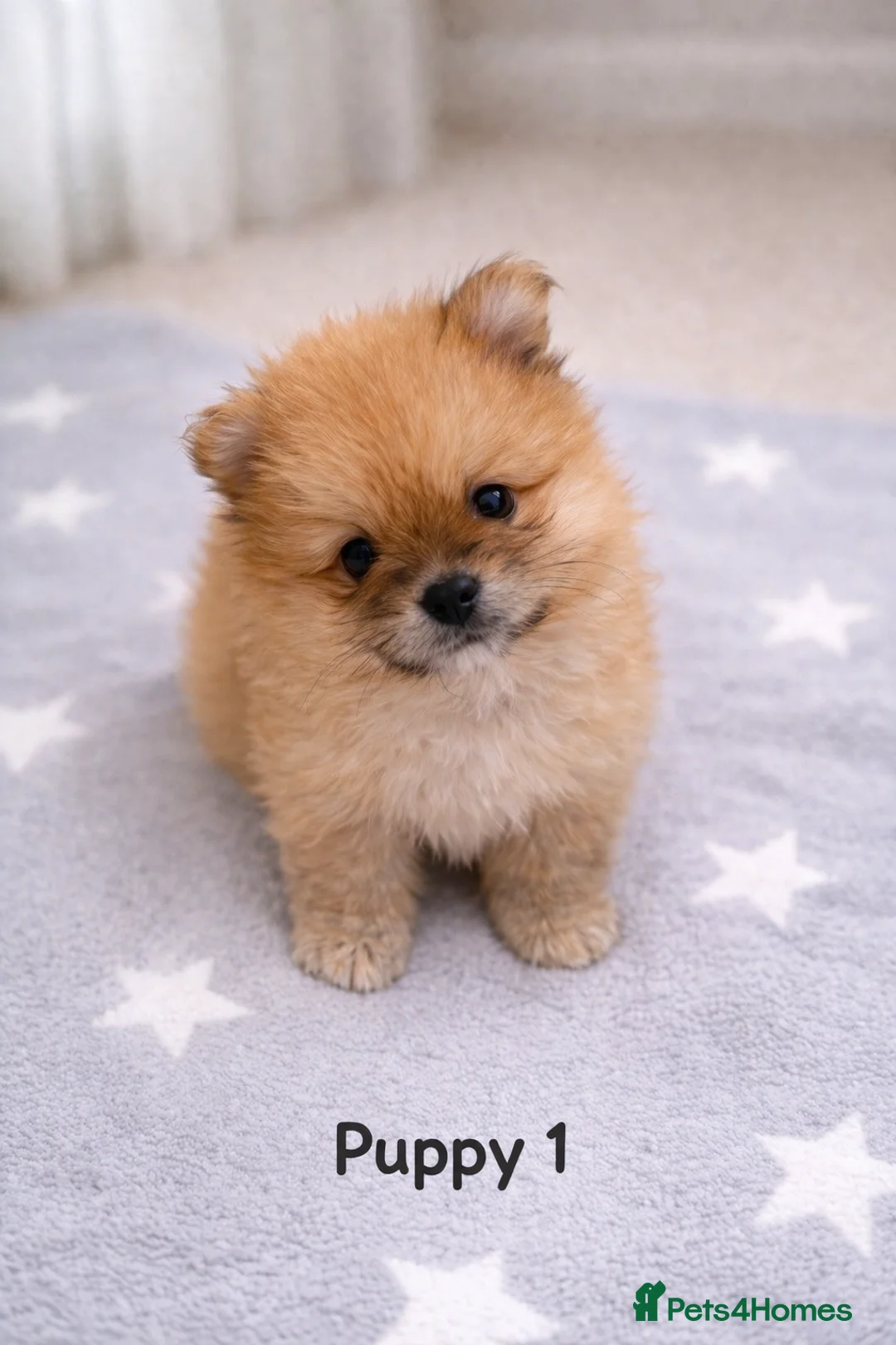 Pomeranian dogs for sale: Beautiful Pomeranian Pups Ready for Loving Homes - Advert 6