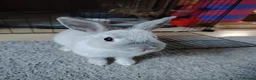 Netherland Dwarf rabbits for sale: Young Netherland Dwarf rabbit  in Coulsdon - Advert 1