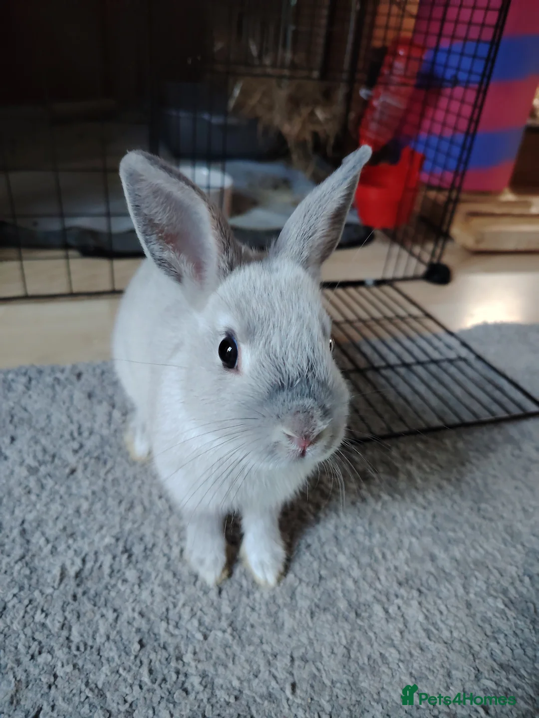 Netherland Dwarf rabbits for sale: Young Netherland Dwarf rabbit  in Coulsdon - Advert 1