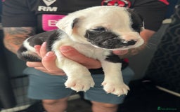 Mixed Breed dogs for sale: American bulldog (not bully) x cocker spaniel  - Image 17