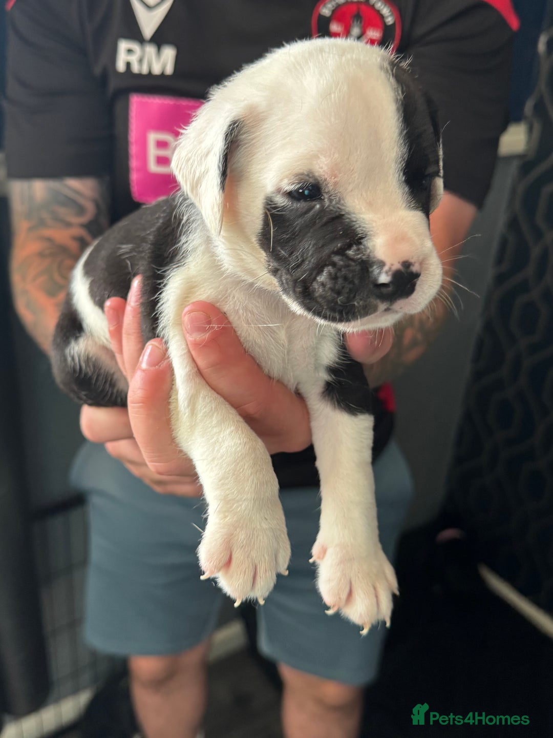 Mixed Breed dogs for sale: American bulldog (not bully) x cocker spaniel  - Image 17