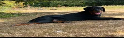 Rottweiler dogs for sale: Mr zeus  in Dagenham - Advert 5