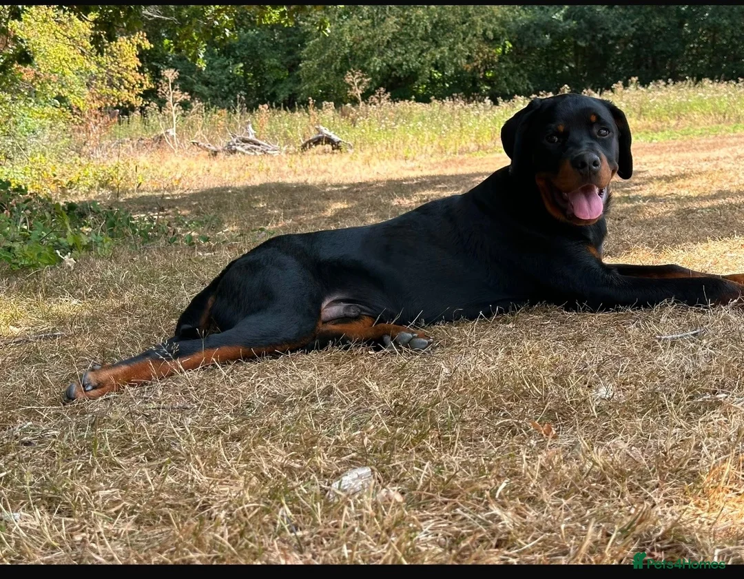 Rottweiler dogs for sale: Mr zeus  in Dagenham - Advert 5