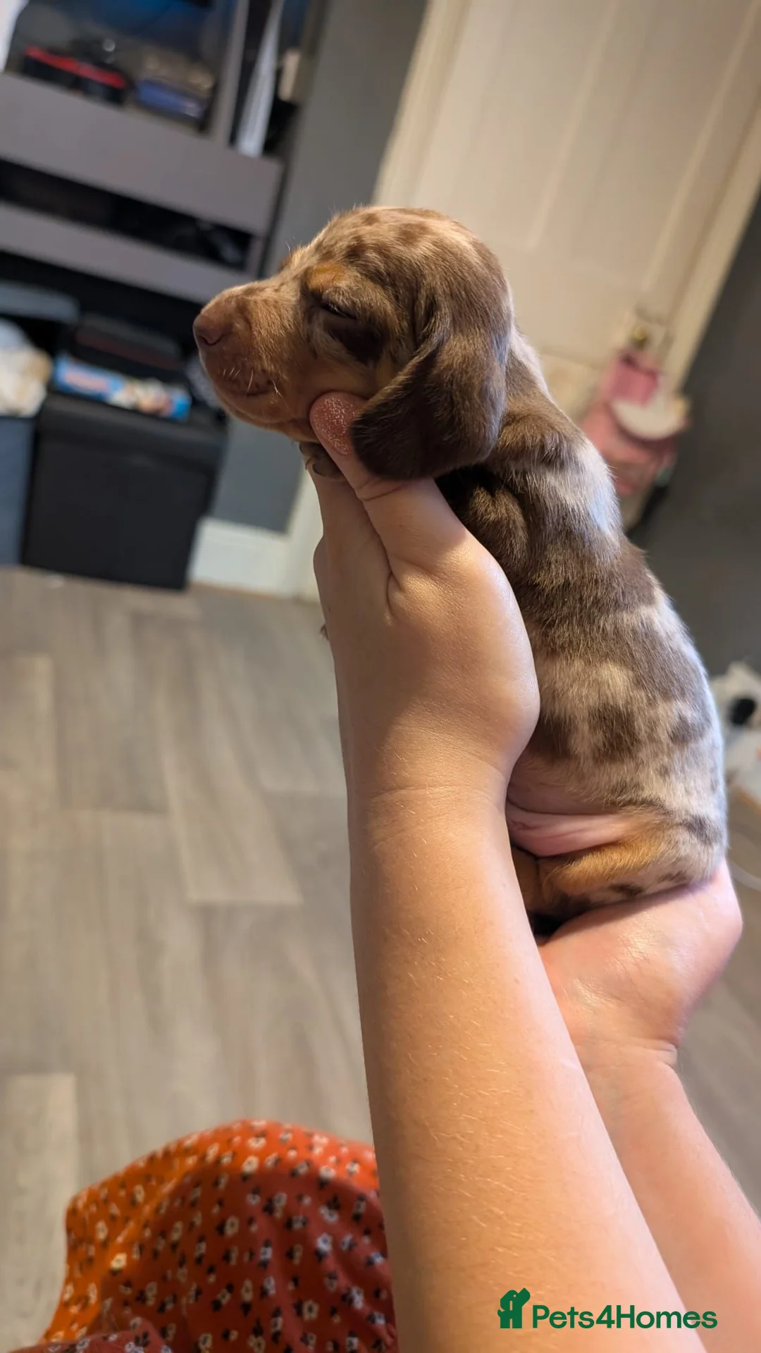 Miniature Dachshund dogs for sale: Last puppy available ready now! - Advert 38