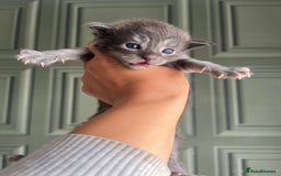 Maine Coon cats for sale: Chunky and fluffy Mainecoon kittens - Image 6