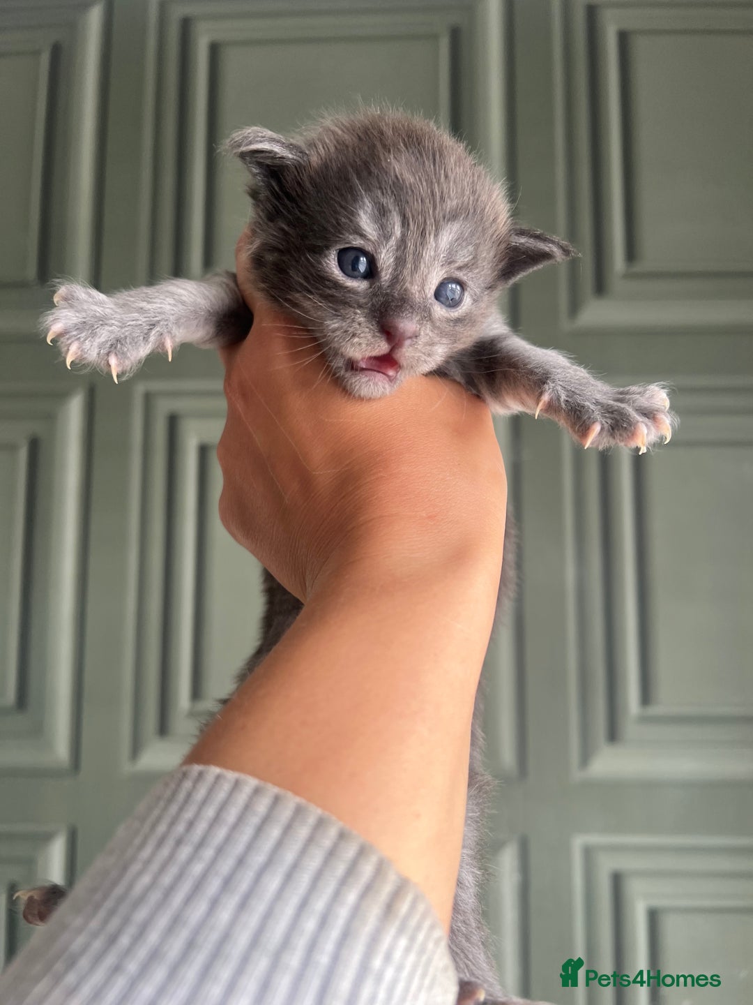 Maine Coon cats for sale: Chunky and fluffy Mainecoon kittens - Image 6