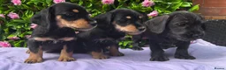 Mixed Breed dogs for sale: SCHNOXIE F1 PARENTS HEALTH TESTED  - Advert 3