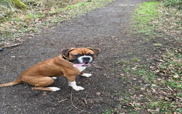 Boxer dogs for stud: Full pedigree boxer dog for stud  in Runcorn - Image 5