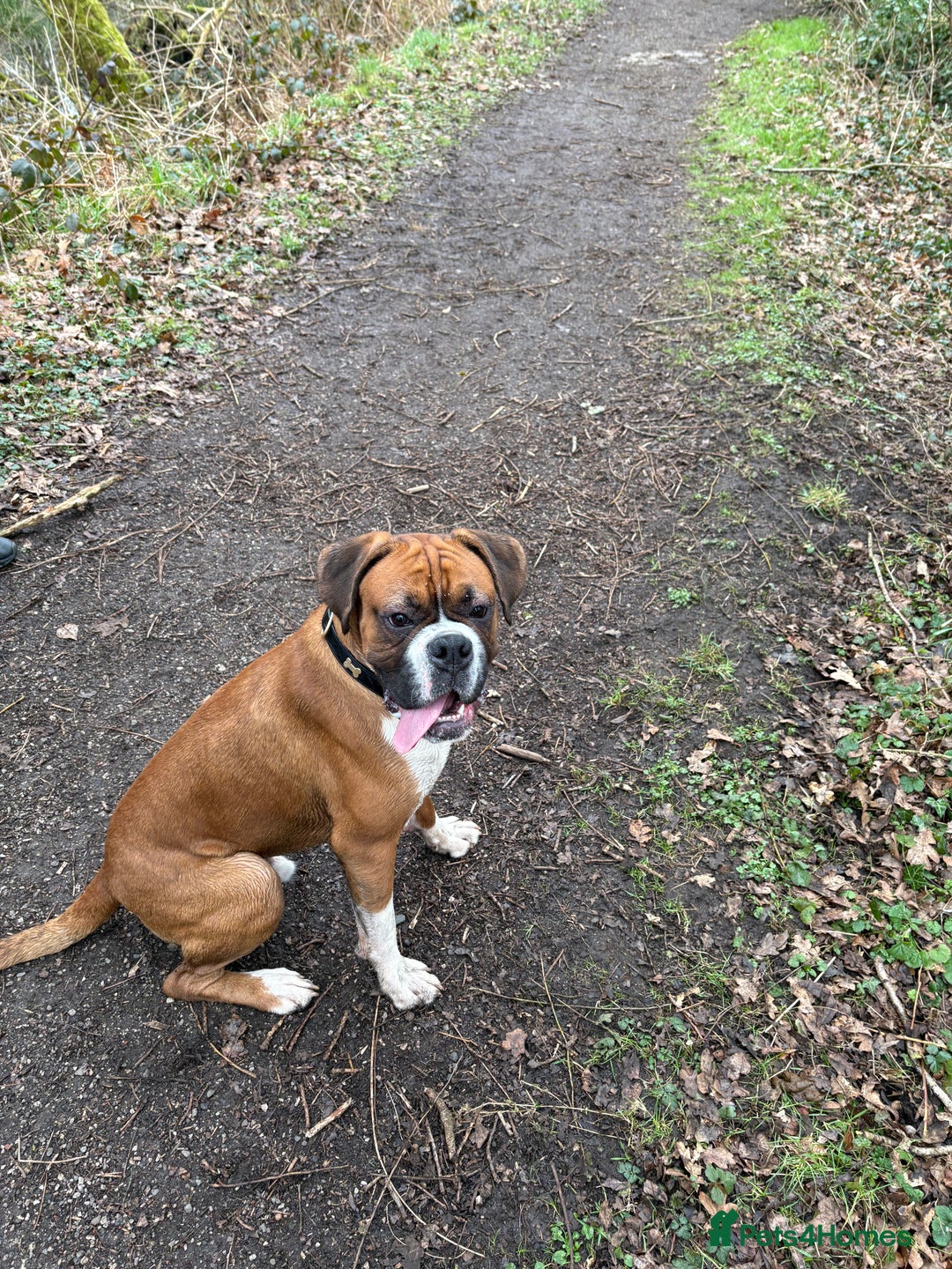 Boxer dogs for stud: Full pedigree boxer dog for stud  in Runcorn - Image 5